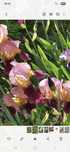 Rizomi iris Burgerland