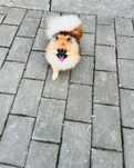 Pomeranian adult cu pedigree