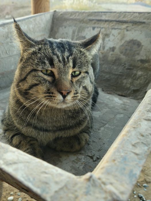 MUSHUK Juda oĝir va yoqim toy