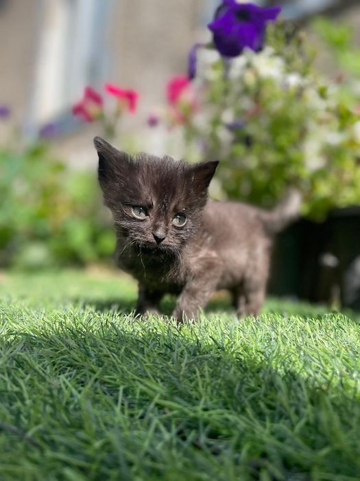 Отдам котят в заботливые руки