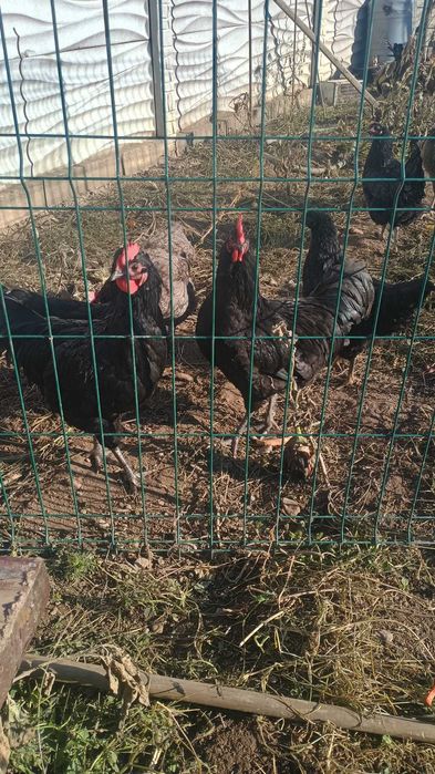 Vand cocos Australorp sau dau la schimb pe gaini , puicute