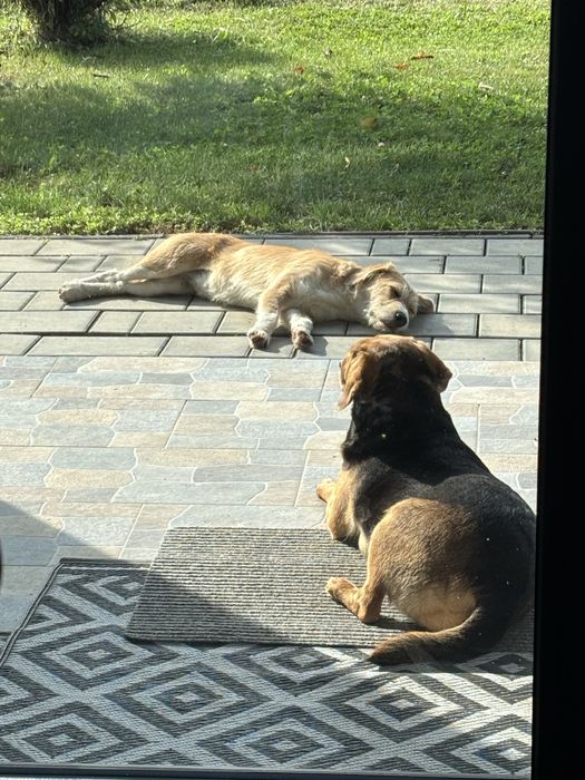 Donez doua cateluse, Nala si Lola.