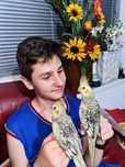Papagali Ninfa blanzi crescuti la mana, Rozella, Cantatori, Perusi