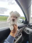 Bichon maltez inu alb imaculat fetita