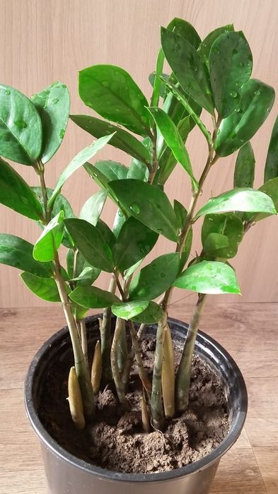 Комнатные цветы Замиокулькас Долларовое дерево