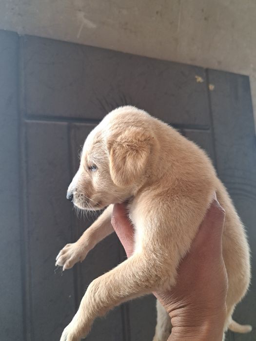 Отдам щенка тазы девочка