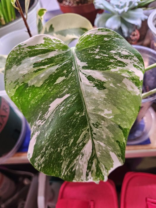 Продам комнатные растения