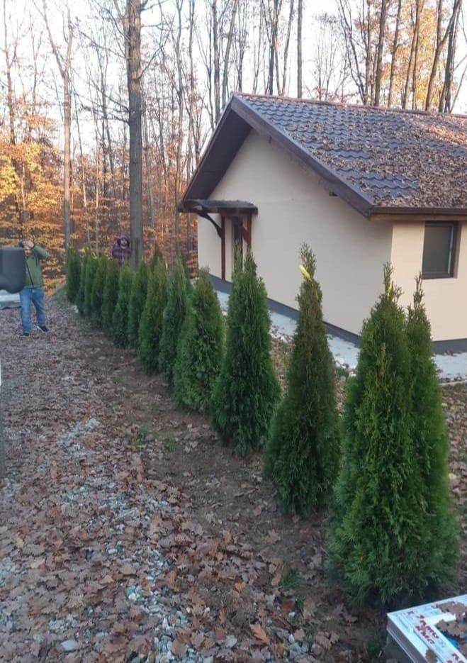 Plante ornamentale tuia smarald leylandii mesteacăn palmieri etc