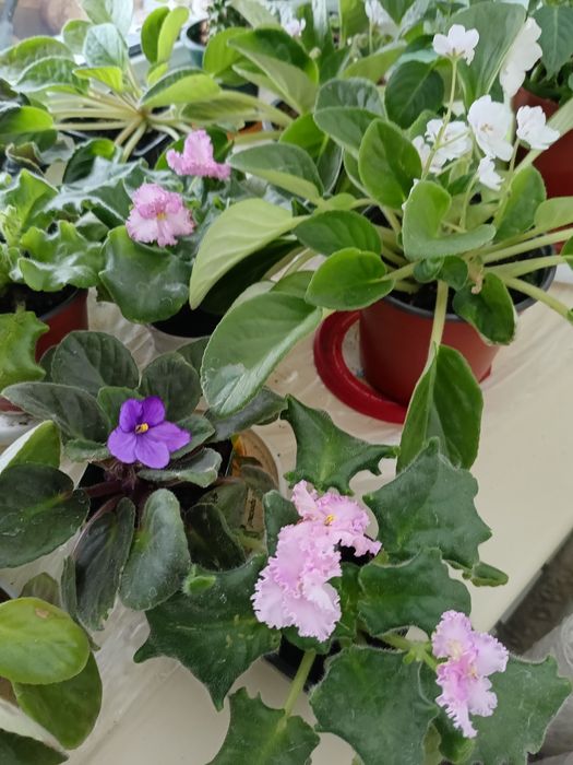 Продам цветы разные