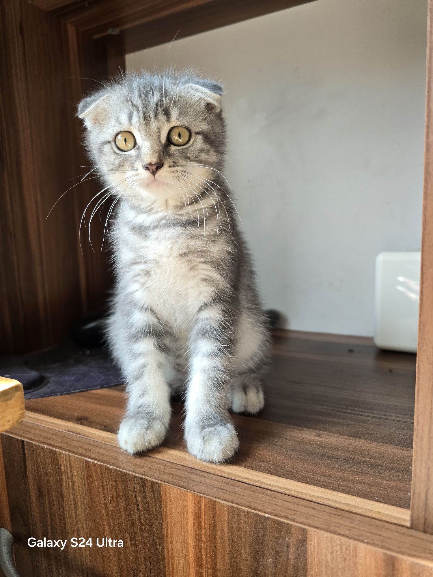 Шотландски клепоухи