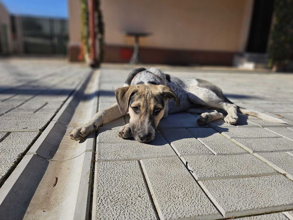 Cățel metis de brac 5 luni pentru adopție