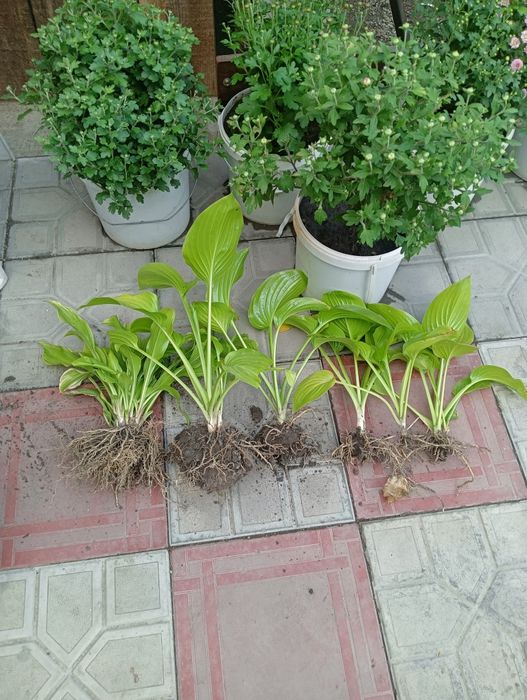 Продам хризантему мультифлора