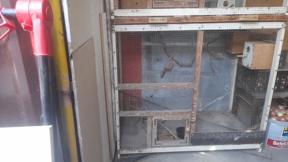 Katak sotiladi xoʻroz va toti qushlaar uchun