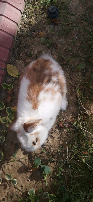 Продам карликовый кролик