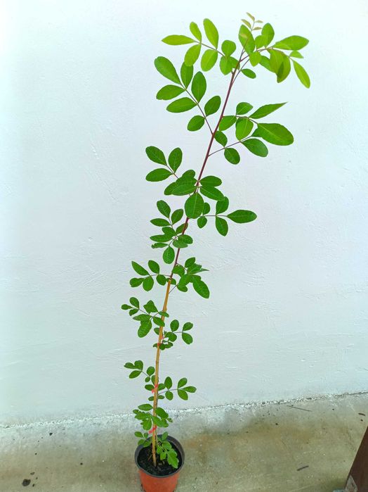 Plante aromatice in ghivece, piper, dafin, eucalipt, bananier, maslin