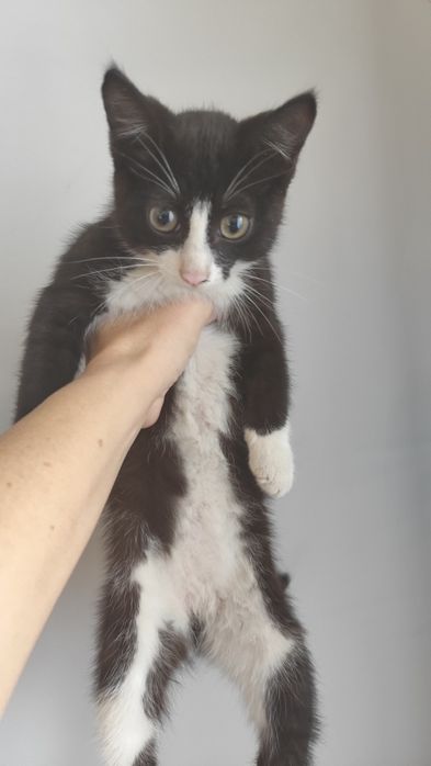 Отдам котенка мальчика
