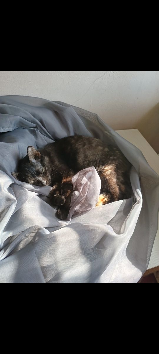 Кошечка ищет дом