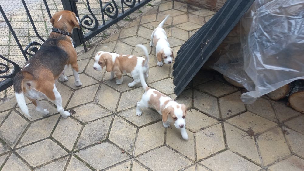 Бигъл Чистокръвни лимонени бигълчета