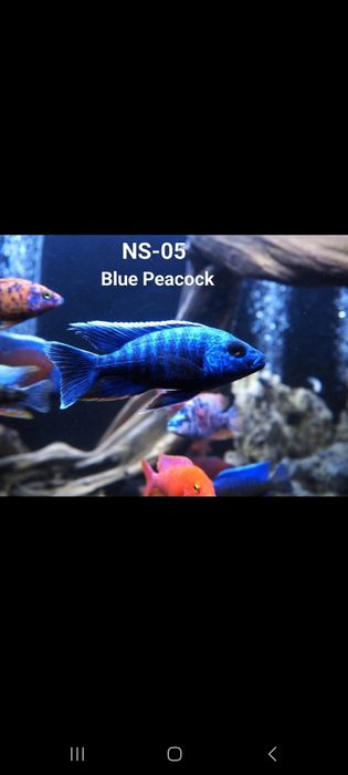 Aulonocara blue electra