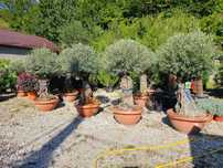 Maslin Arbore Olea