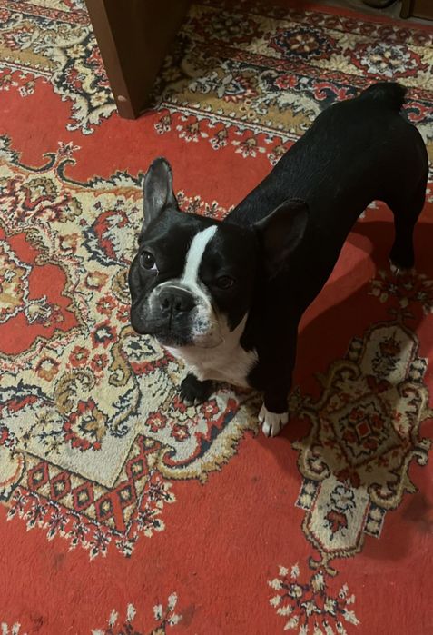 Отдам французского бульдога, ТОЛЬКО в добрые руки