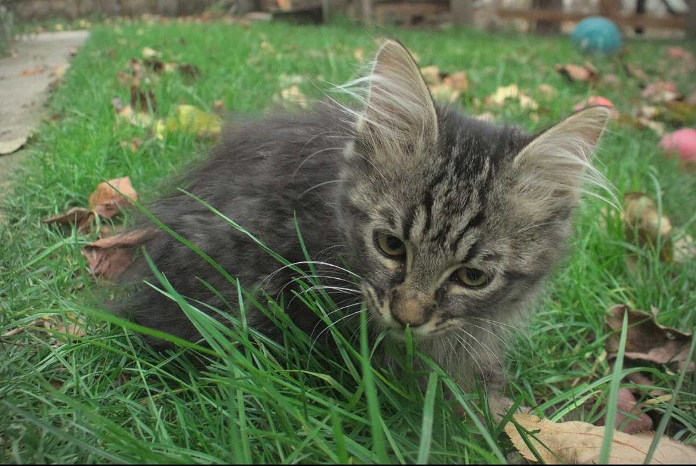 Три малки котенца търсят любящ дом – на 3 месеца