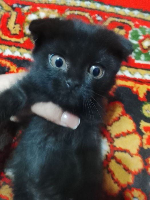 Скоттиш фольдики от правильной вязки