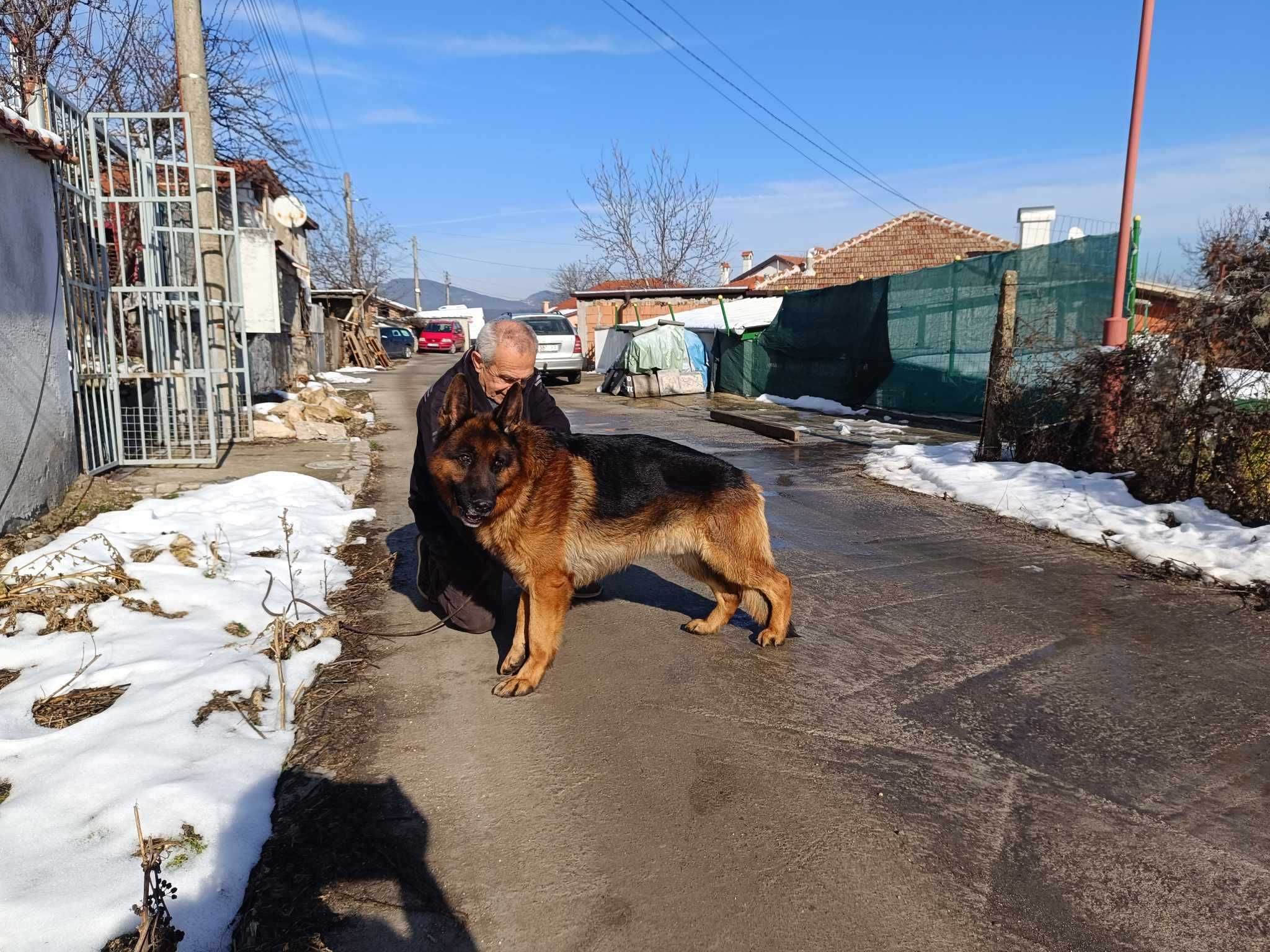 Продавам кученце порода Немска овчарка
