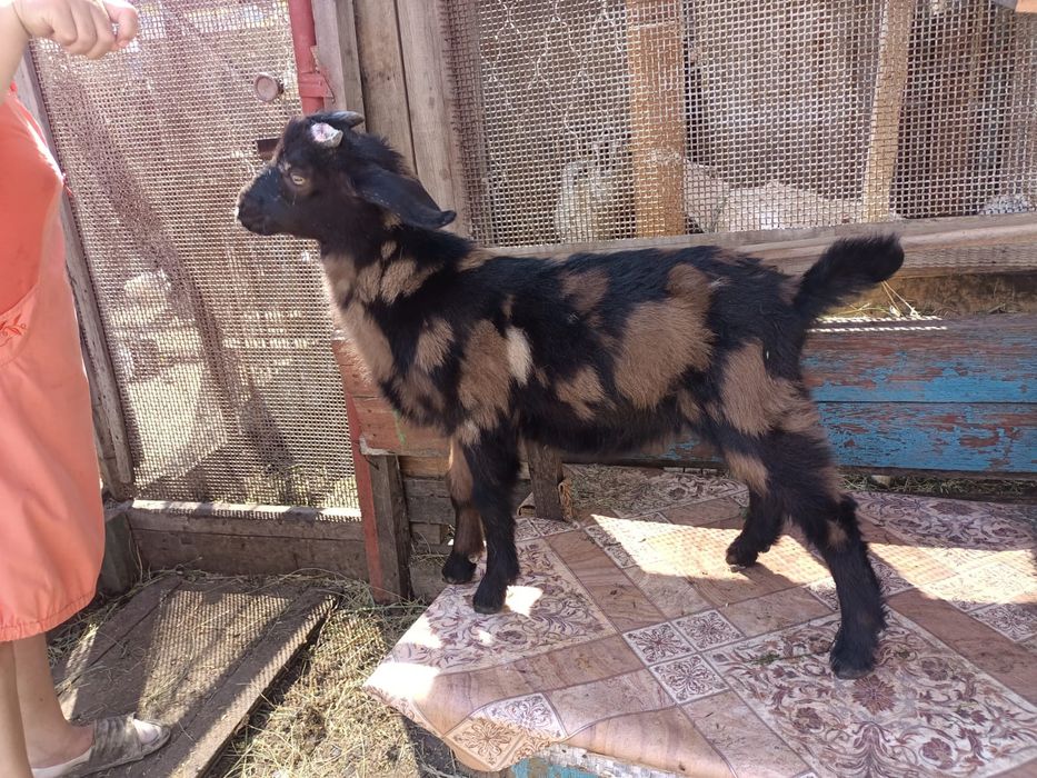 Продам козлят на племя