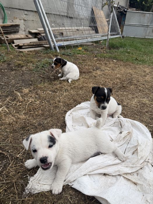 Джак Ръсел Териер