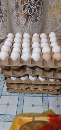 Продам яйца домашних курей