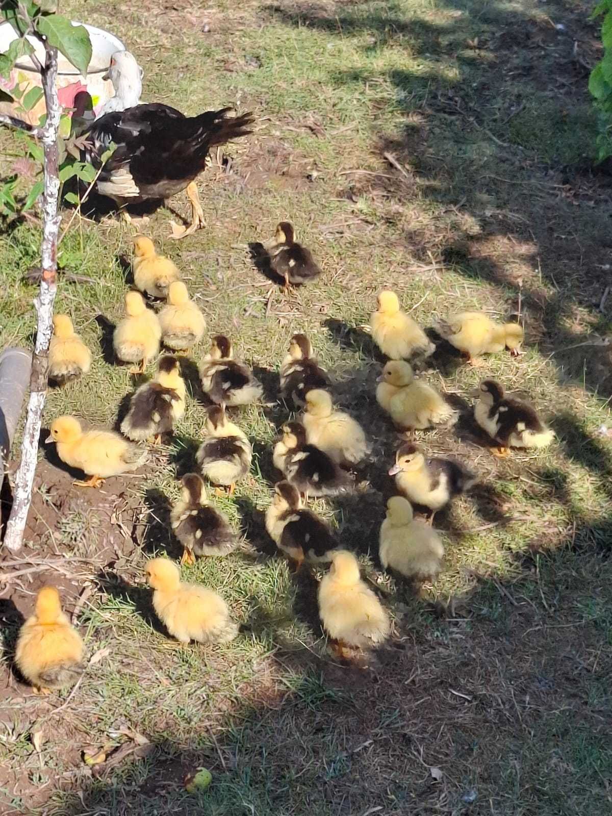 Boboci de rață mută, cocoși tineri și pui de găină