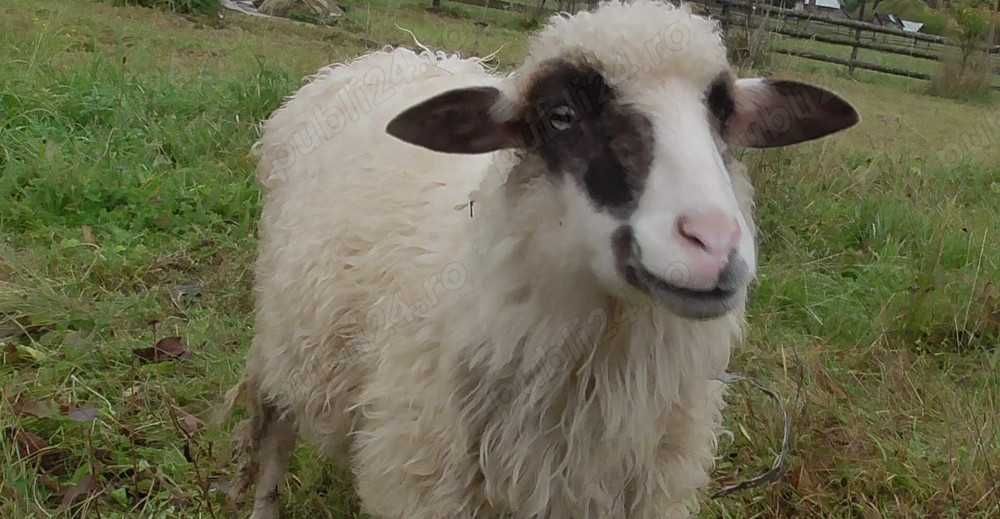 vand oaie oacheșă tanara, la prima fatare