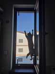 Plase protectie pisici