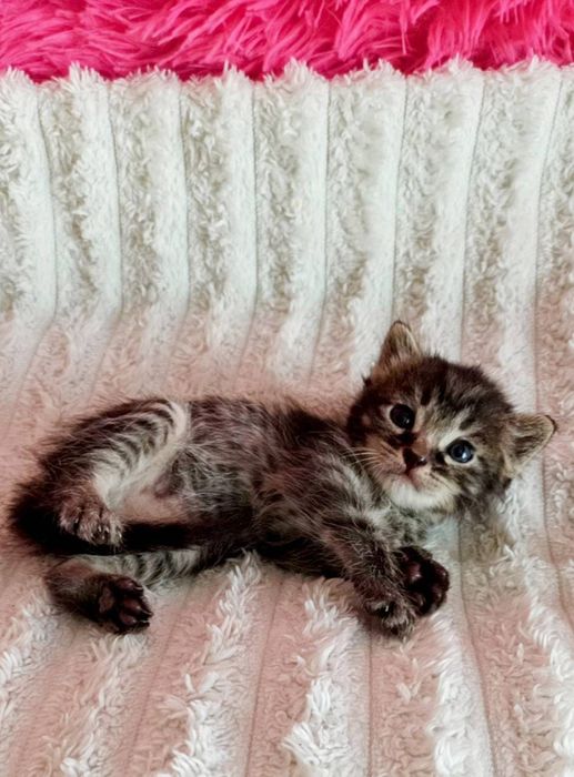 Котики и кошечки ждут любящих хозяев