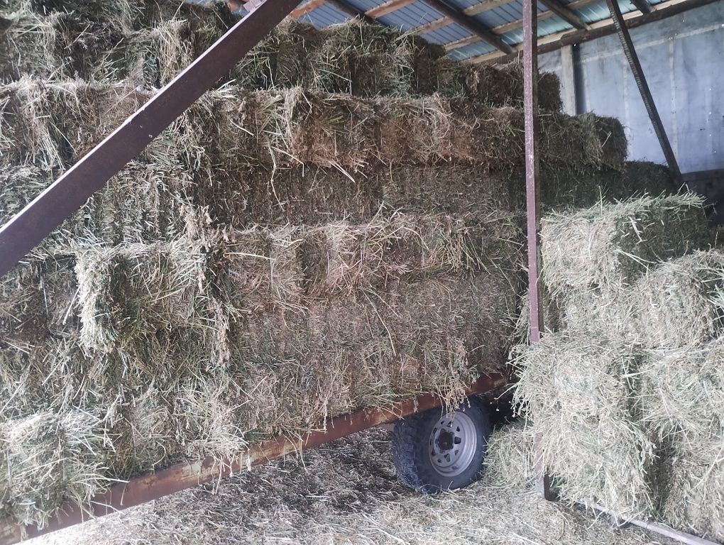 Baloti lucerna prima coasa