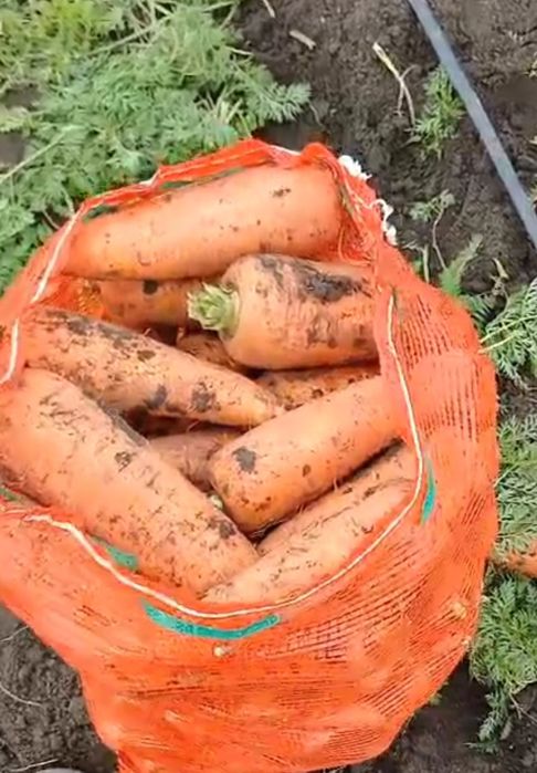 Продам морковь оптом цена договорная.
