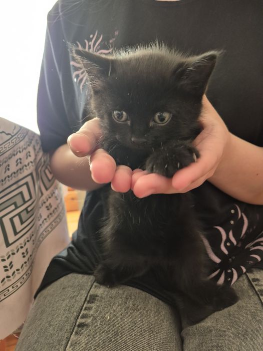 Котята, даром , в добрые руки!