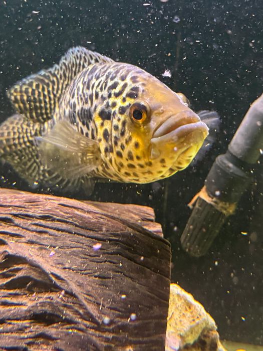 Ciclida Americana (Jaguar)