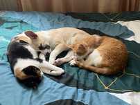 Pet sitter/ Cazare animale de companie (caini, pisici, pasari etc.)