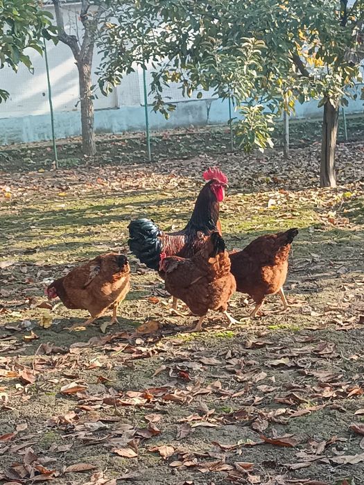 Жўжалар Корея Хан ҳеяп