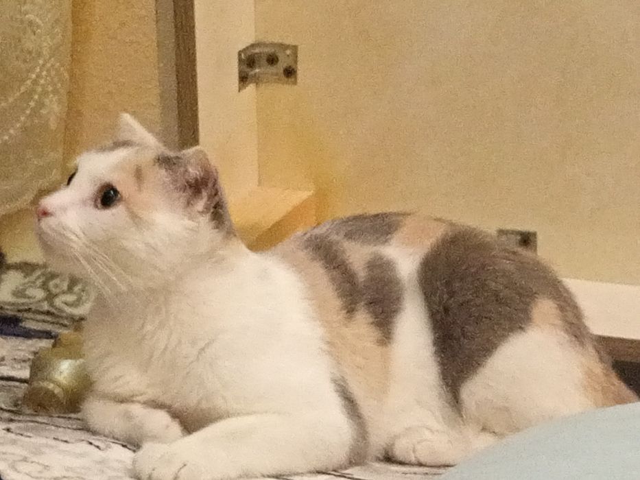 Mushuk zotdor qiz кошка шотландская
