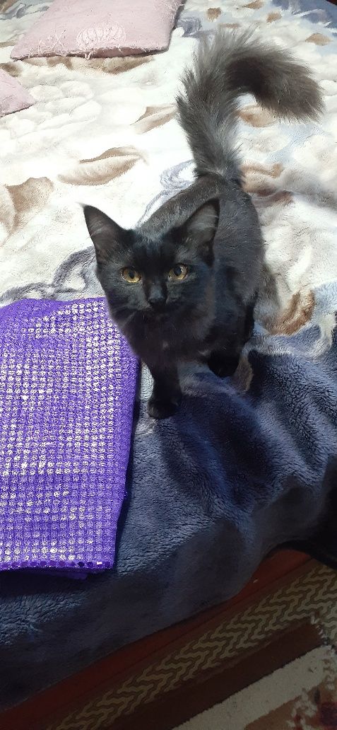 Кошки  котята ангоры