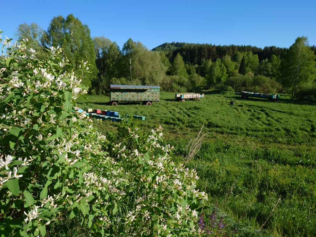 Мёд Усть Каменогорский