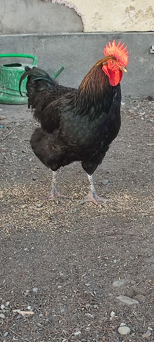 Продам петуха джерсии́скии́ гигант