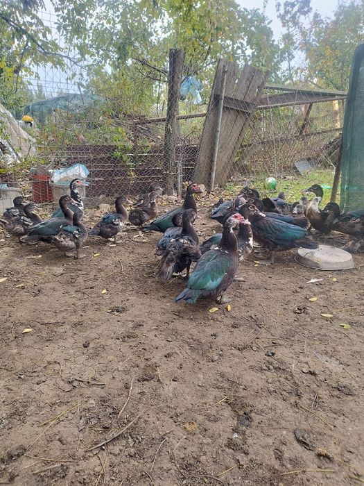 Rate mute de vanzare