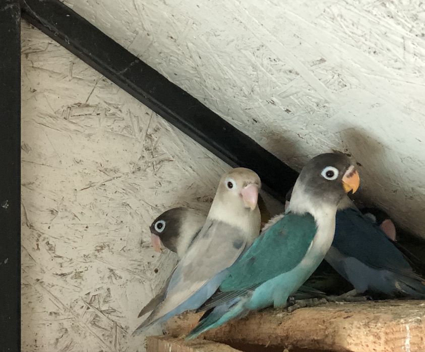 Papagali agapornis pui si maturi
