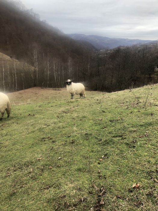 Vând oi breze de petrosani