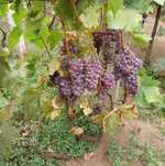 Struguri pentru vin