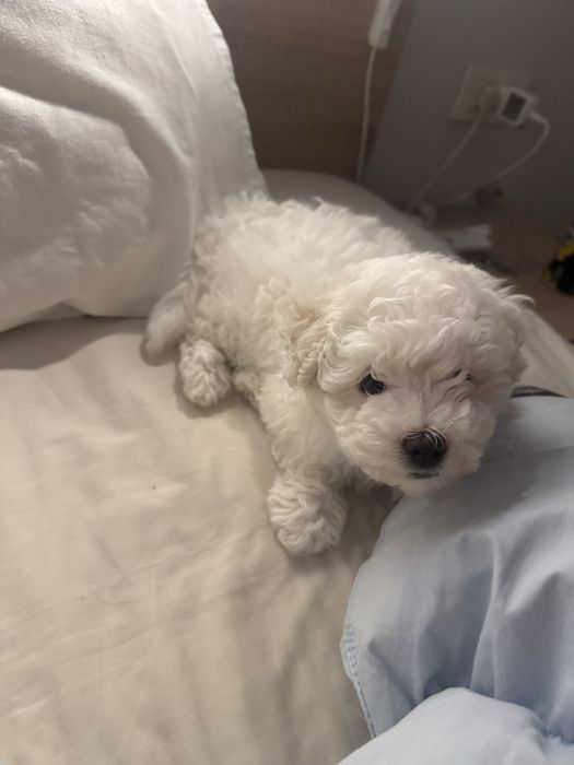 Bichon frise de vanzare